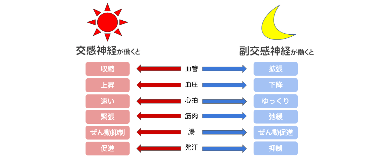 交感神経と副交感神経の違い
